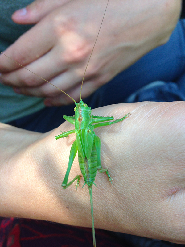 Tettigonia viridissima, la grande sauterelle verte Nature en Ville Vauréal Tettigonia viridissima, la grande sauterelle verte Nature en Ville Vauréal
